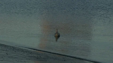 A seagull on the water Stock Footage 73890109