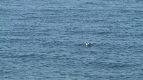 Seagull on water Vidéo 91646280