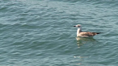 Seagull on water Vidéo 91646335