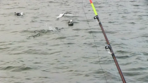 Seagull On Water Видео 94758527