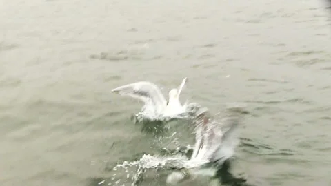 Seagull On Water 库存影片 96439538