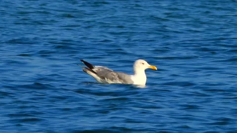 Seagull on the water Stock Footage 97062026
