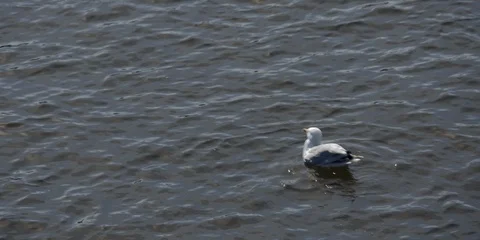 Seagull in the water Stock Footage 119241834