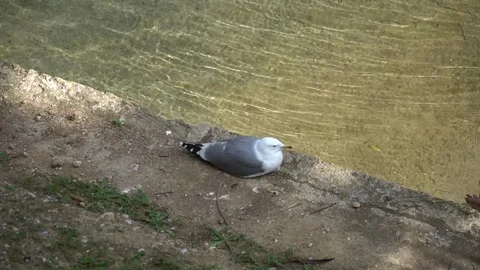 Seagull by the water Stock Footage 128350120