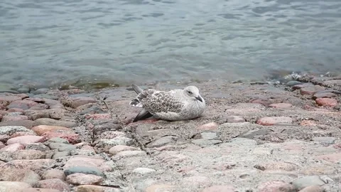 Seagull by the water Stock Footage 136229359
