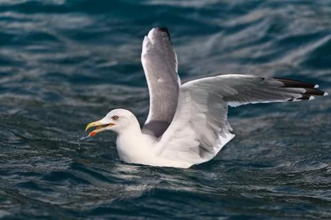 Seagull on water Stock Photos