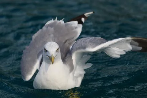 Seagull on water Stock Photos