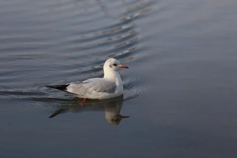 Seagull on the water Stock Photos