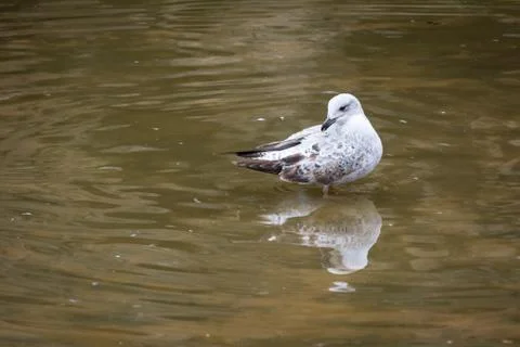 Seagull in the water Stock Photos