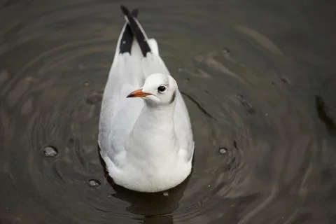 Seagull in the water Foto stock