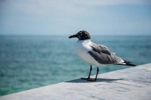 Seagull by the water Stock Photos