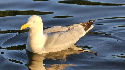 Seagull on the water Stock Photos