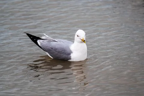 Seagull on the water. Fotos Stock