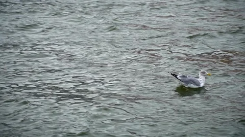 Seagull on the water at the pier Stock Footage 147242119