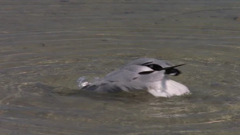 A seagull on water shot Stock Footage 90654145