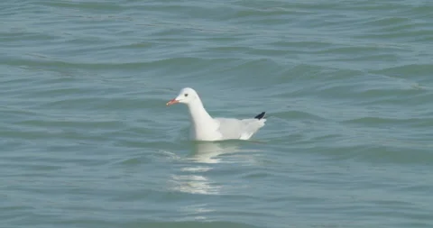 Seagull in water, Sitra park Stock Footage 297190801