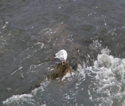 Seagull in the water. Waterfall. Stock Footage 55301167