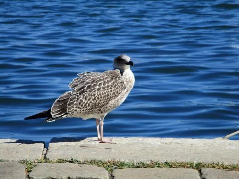 Seagull on the waterfront c Foto stock