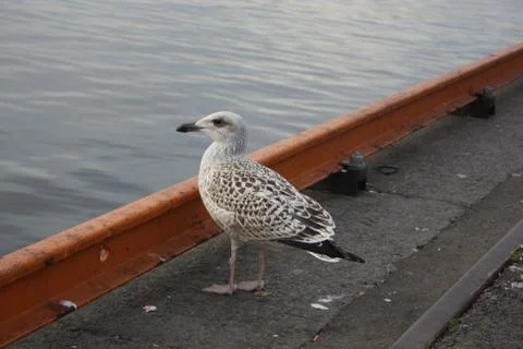 Seagull on the water's edge 库存照片