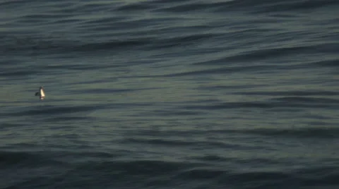 Seagull on Waves Stock Footage 46667623