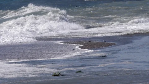 Seagull in the waves Stock Footage 95697323