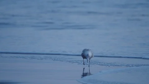 Seagull in Waves at Ocean Beach San Francisco During Sunset Vídeo Stock 310341332