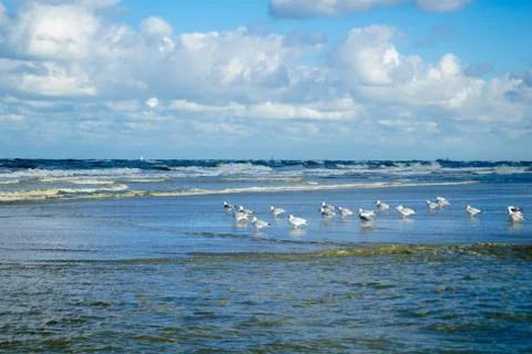 Seagull with waves Stock Photos