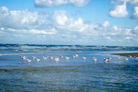 Seagull with waves Stock Photos