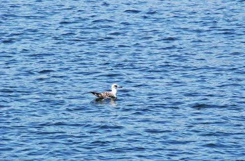 Seagull on the waves. Stock Photos