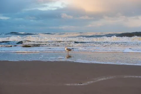 Seagull by waves. Stock Photos