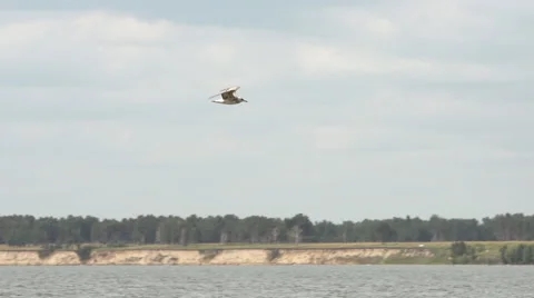 Seagull waving wings in flight over water 動画素材 40759597