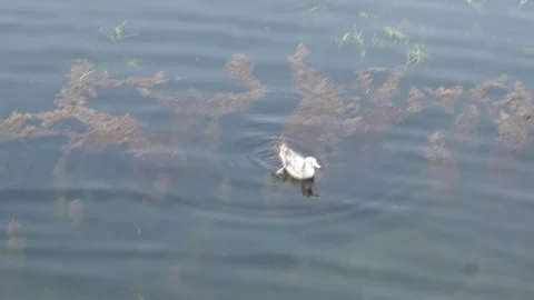 Seagull in the weeds Vídeo Stock 91668964