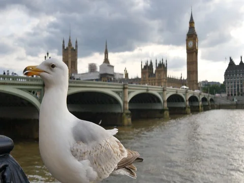 Seagull at Westminster Bridge, Big ben by Thames London Stock Footage 77326185