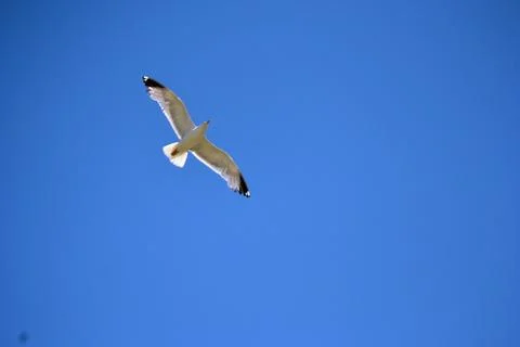 Seagull while flying in a blue pristine sky Stock Photos