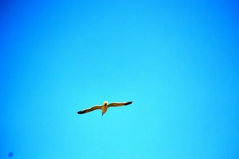 Seagull while flying in a blue pristine sky Stock Photos