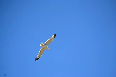 Seagull while flying in a blue pristine sky Stock Photos