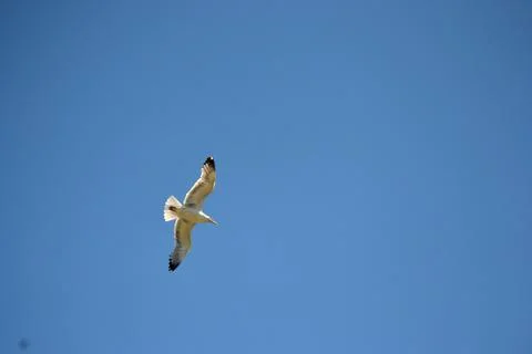 Seagull while flying in a blue pristine sky Stock Photos