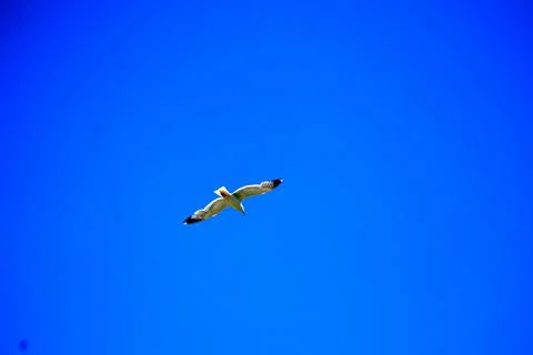 Seagull while flying in a blue pristine sky Stock Photos
