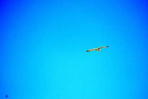 Seagull while flying in a blue pristine sky Stock Photos