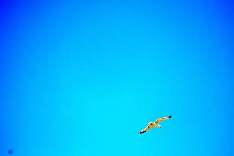 Seagull while flying in a blue pristine sky Stock Photos
