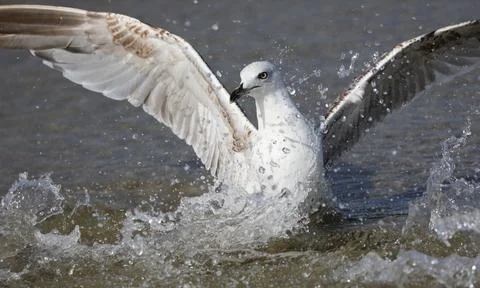 Seagull while spraying the sea water with its wings photographed with a fast  Stock Photos