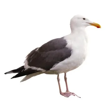 Seagull on White Background Stock Photos