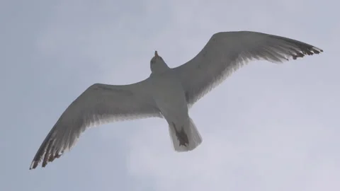 Seagull white bird flying in the sky slow motion close up Stock Footage 244265960