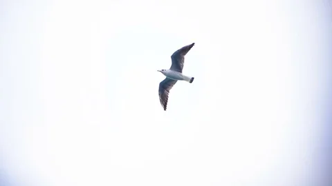 Seagull with white breast soars in the sky Stock Footage 85169388