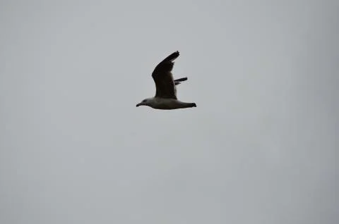 Seagull on white sky Stock Photos