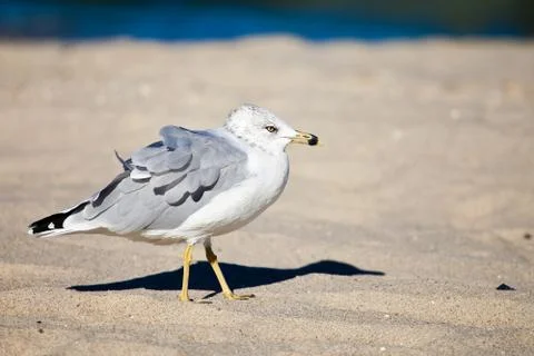 Seagull on the wind Stock Photos