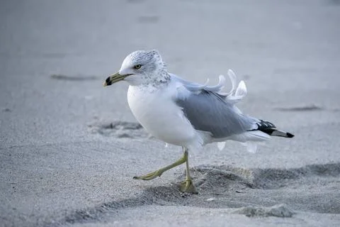 Seagull in the wind Stock Photos