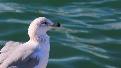 Seagull on Windy Day Stock Footage 36019975