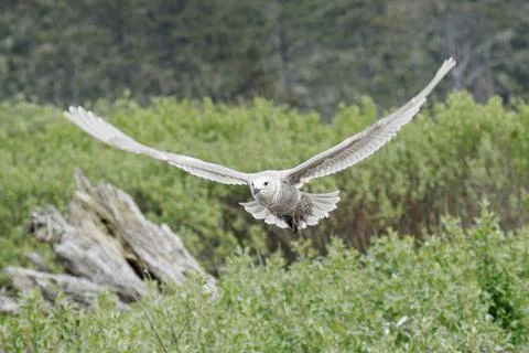 Seagull with wings spread in flight. Stock Photos