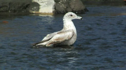 Seagull Wingspan 動画素材 97058